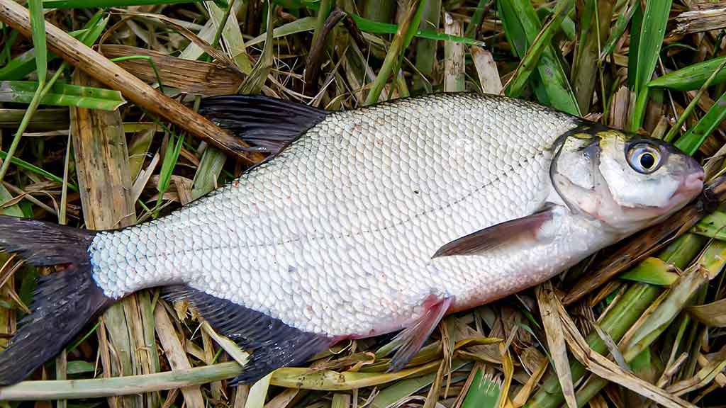Žiemos gudrybes prisiminus. Pirma dalis Žiemos gudrybes prisiminus. Pirma dalis