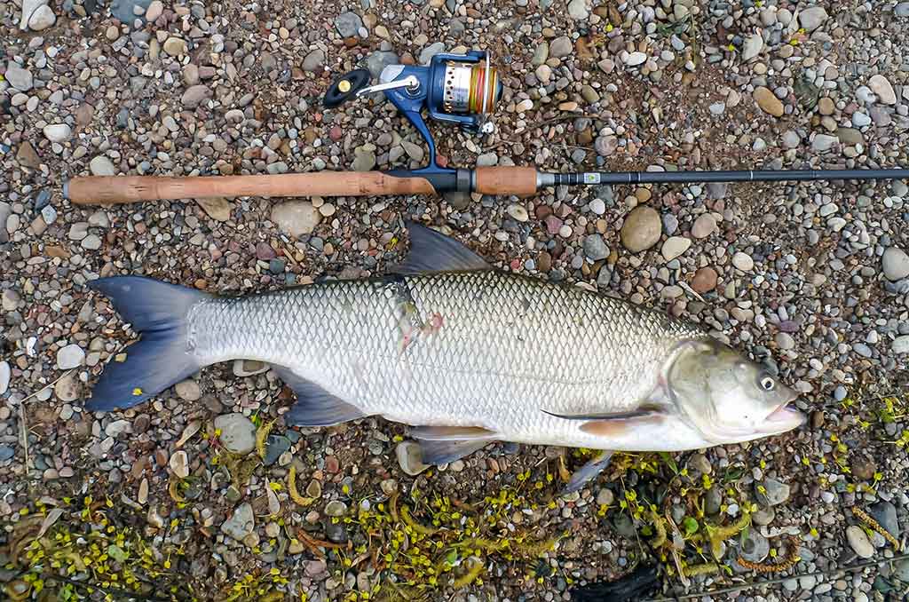 Ne tik salatiniai delikatesai. Antra dalis