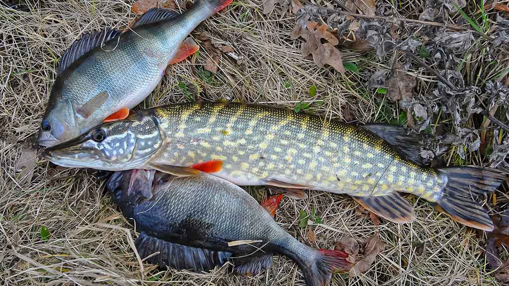 Ieškok žuvų masalų „kapinyne“
