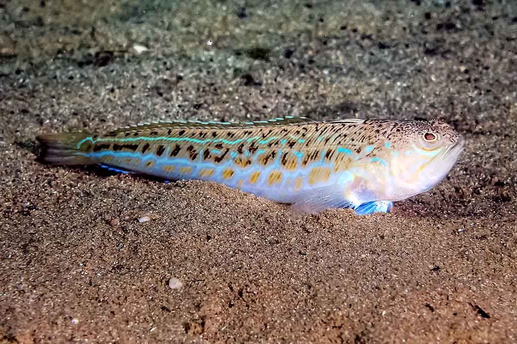 Jūrų drakonas Trachinus draco Jūrų drakonas Trachinus draco