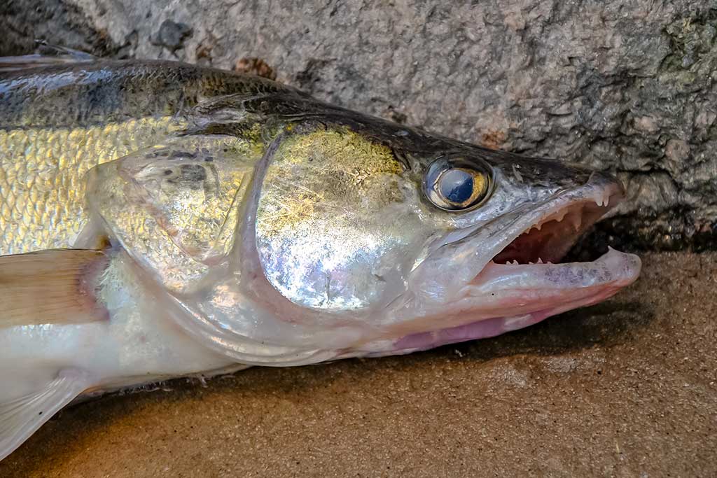 Vobleriai, su kuriais sudėtinga spiningauti Vobleriai, su kuriais sudėtinga spiningauti