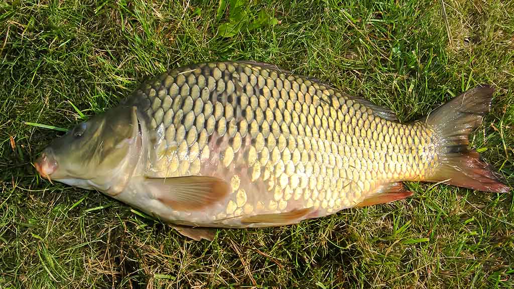 Karpis