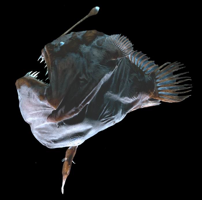 Keturios povandeninių meškeriotojų šeimos (Caulophrynidae, Ceratiidae, Neoceratiidae ir Linophrynidae) turi labai neįprastą poravimosi metodą. Keturios povandeninių meškeriotojų šeimos (Caulophrynidae, Ceratiidae, Neoceratiidae ir Linophrynidae) turi labai neįprastą poravimosi metodą.