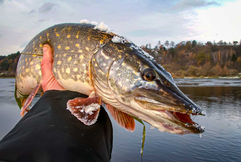 Pirmųjų snaigių burtai Pirmųjų snaigių burtai