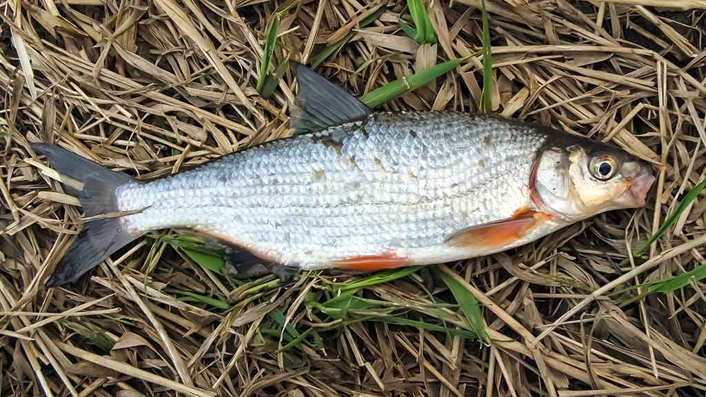 Nemunas, plūdinė ir senos dambos. Kitaip nei vasarą Nemunas, plūdinė ir senos dambos. Kitaip nei vasarą