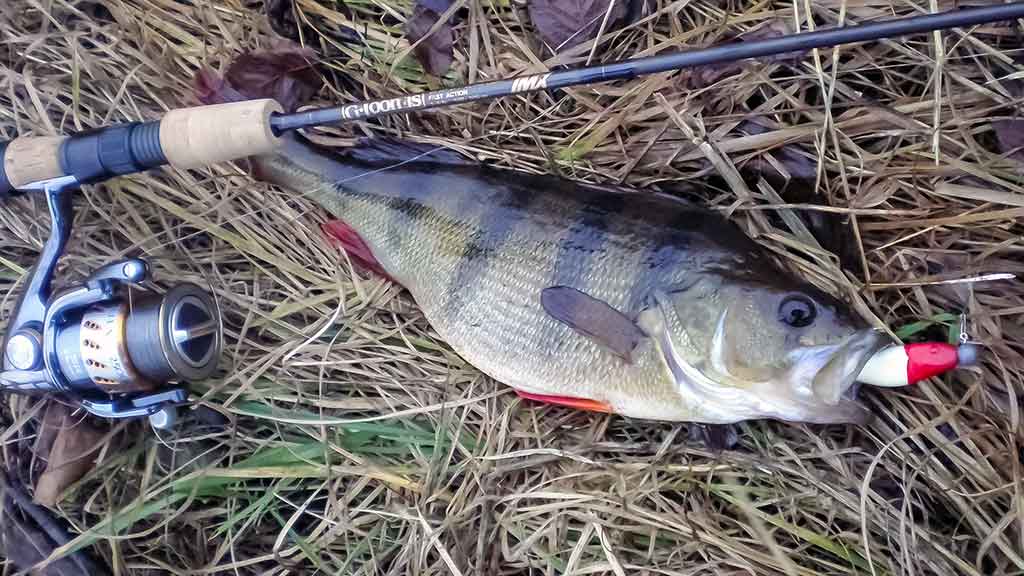 Ešerių žūklė guminukais. Ruduo