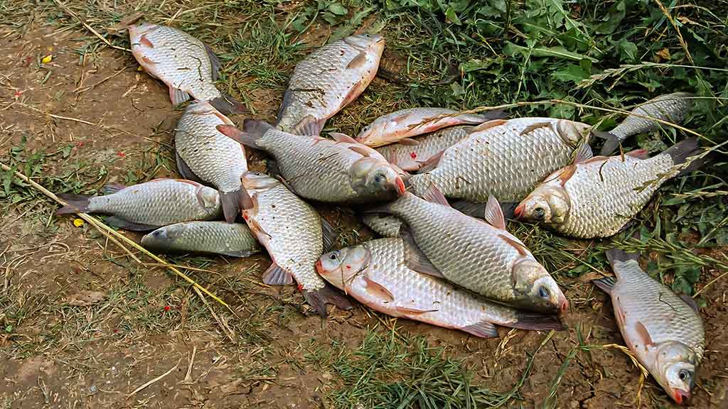 Karosus – dugnine meškere. Pirma dalis