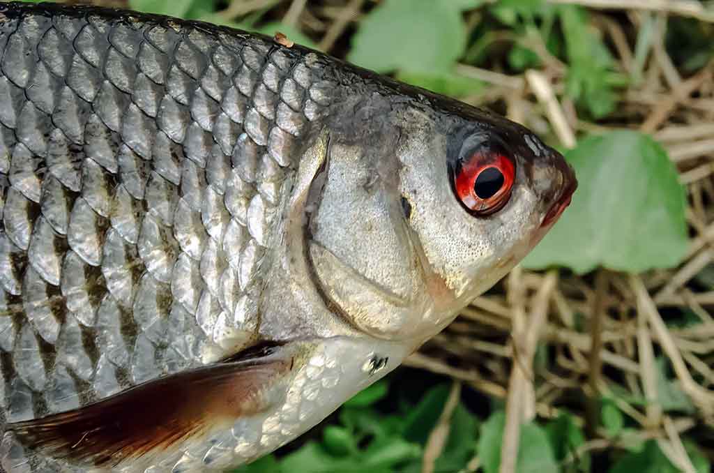 Kuoja Kuoja
