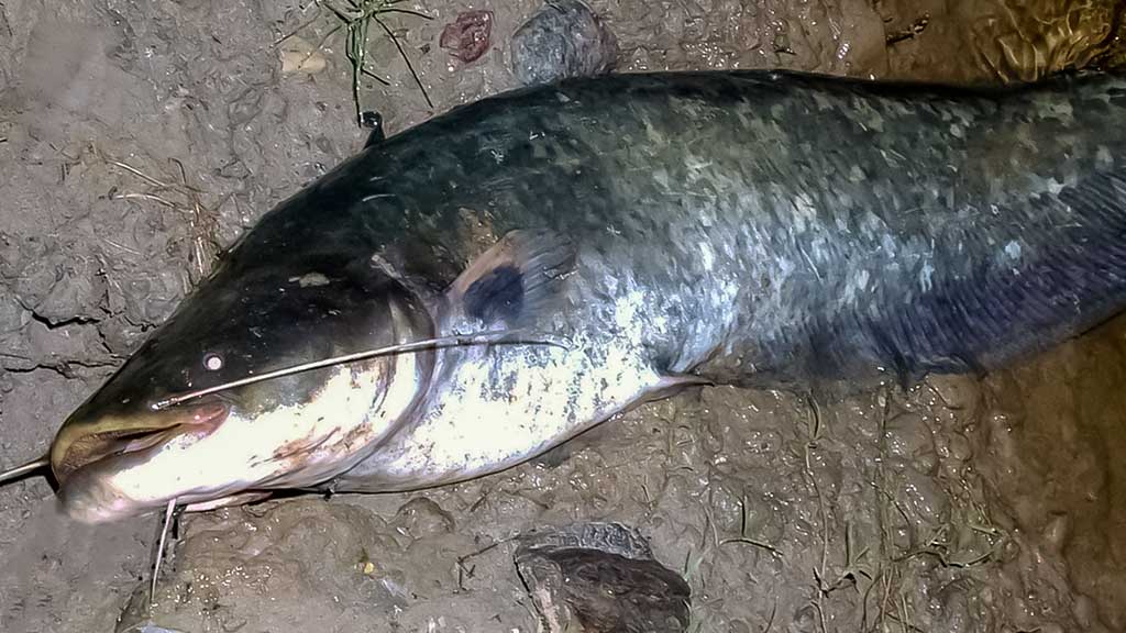 Šamas Šamas