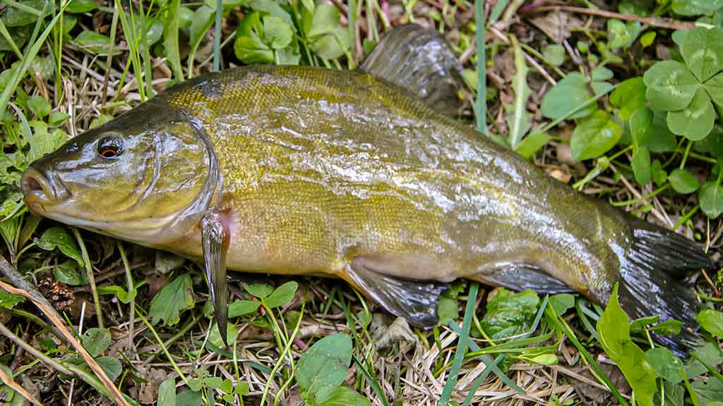 Plačiau apie viršūnėles ir šiek tiek apie dugnines. Antra dalis