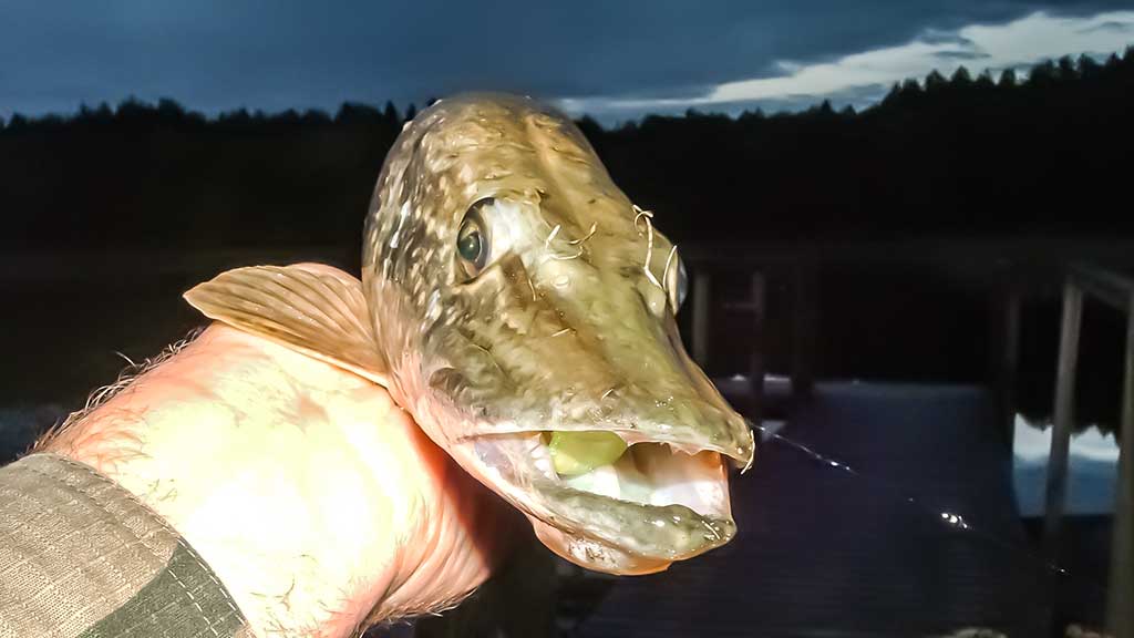 Lydeka Lydeka