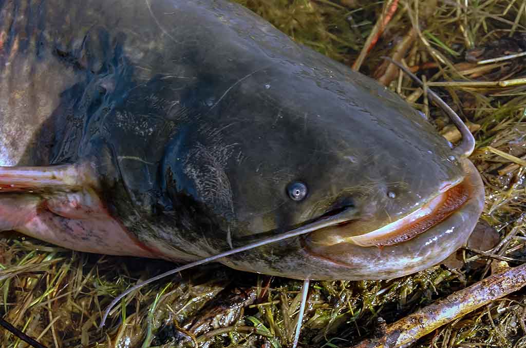 Šamas Šamas