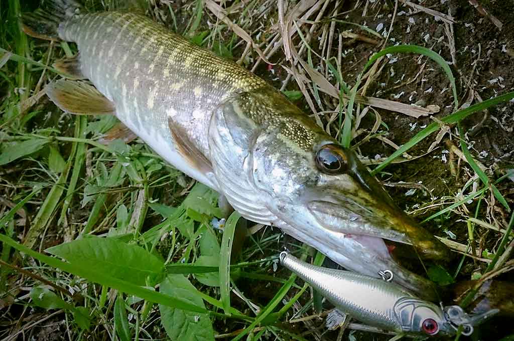 Ar sunku įsisavinti tvičingą? Spiningavimas iš valties