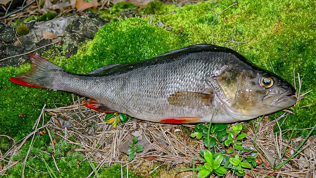 Švento Petro gimtinėje. Pirma dalis