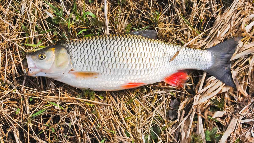 Šapalų žūklė, kai ateina gegužis. Pirma dalis Šapalų žūklė, kai ateina gegužis. Pirma dalis