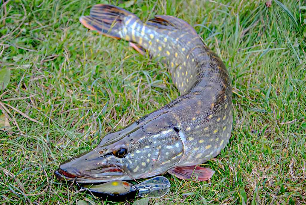 Dambologija. Pirma dalis