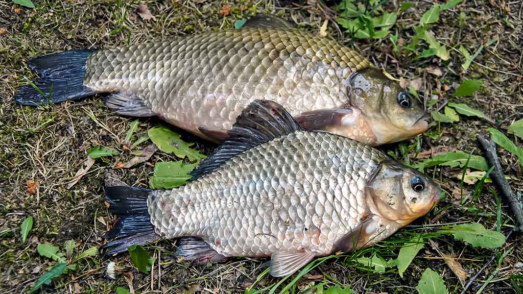 Ramiuose, žolėtuose vandenyse su dugnine Ramiuose, žolėtuose vandenyse su dugnine