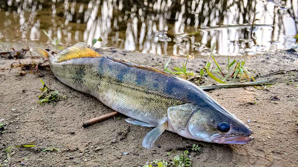 Apie (ne)sušalusias žvejo rankas. Pirma dalis Apie (ne)sušalusias žvejo rankas. Pirma dalis