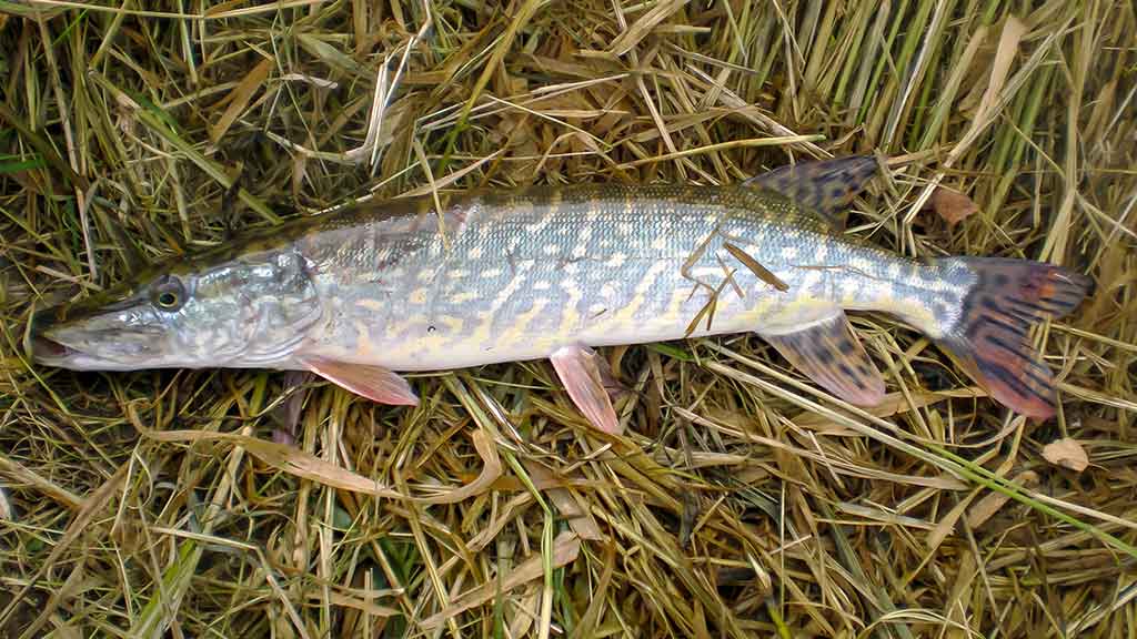 Dviejų uodegėlių fenomenas. Antra dalis Dviejų uodegėlių fenomenas. Antra dalis