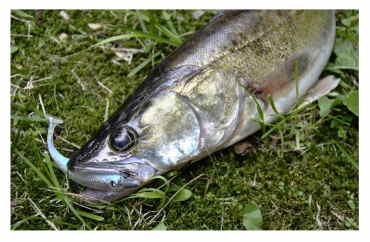 Guminukas Lucky John 3D Makora Shad Tail