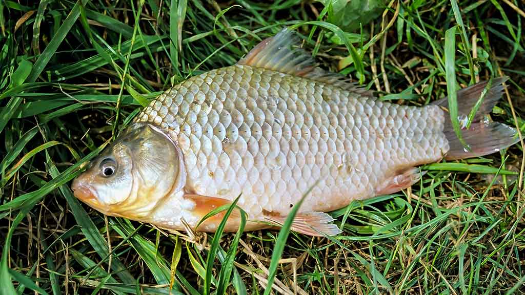 Karosus – dugnine meškere. Antra dalis Karosus – dugnine meškere. Antra dalis
