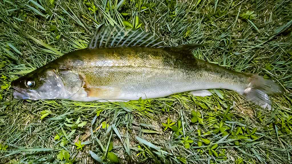 Sterkas Sterkas