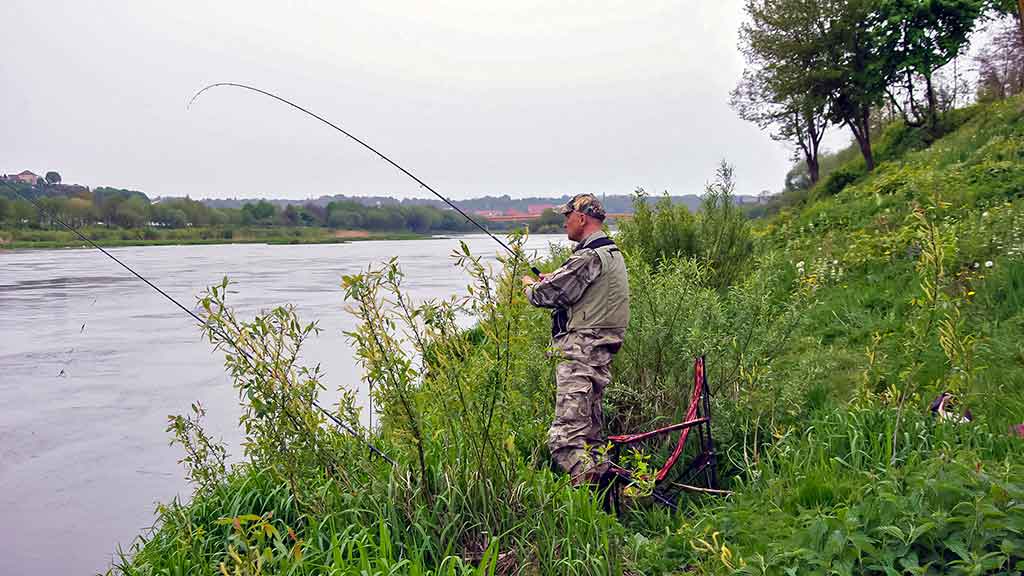 Žiobriai kimba penktadieniais vakare. Ar žiobriai turi sparnus? Žiobriai kimba penktadieniais vakare. Ar žiobriai turi sparnus?