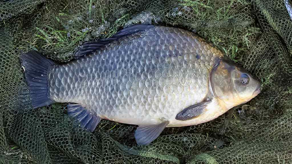 Balų valdovo kaprizai. Antra dalis Balų valdovo kaprizai. Antra dalis
