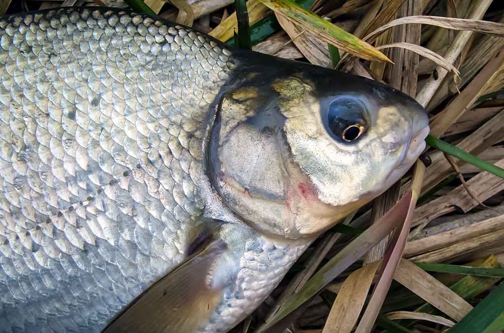 Karšis