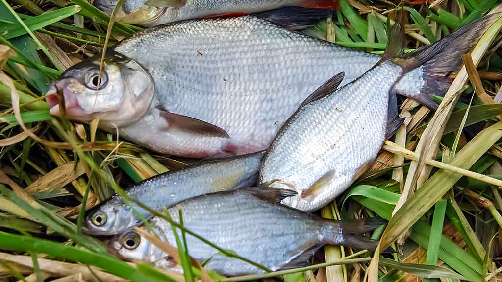 Nemunas, plūdinė ir senos dambos. Kitaip nei vasarą Nemunas, plūdinė ir senos dambos. Kitaip nei vasarą