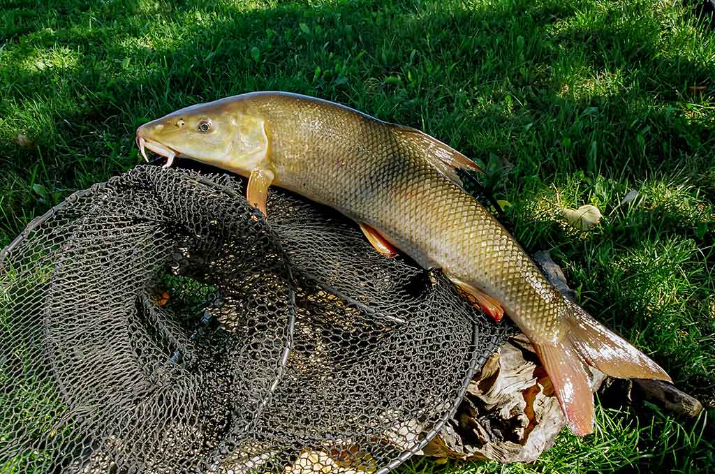 Kaip sutramdyti „arklius“. Pirma dalis