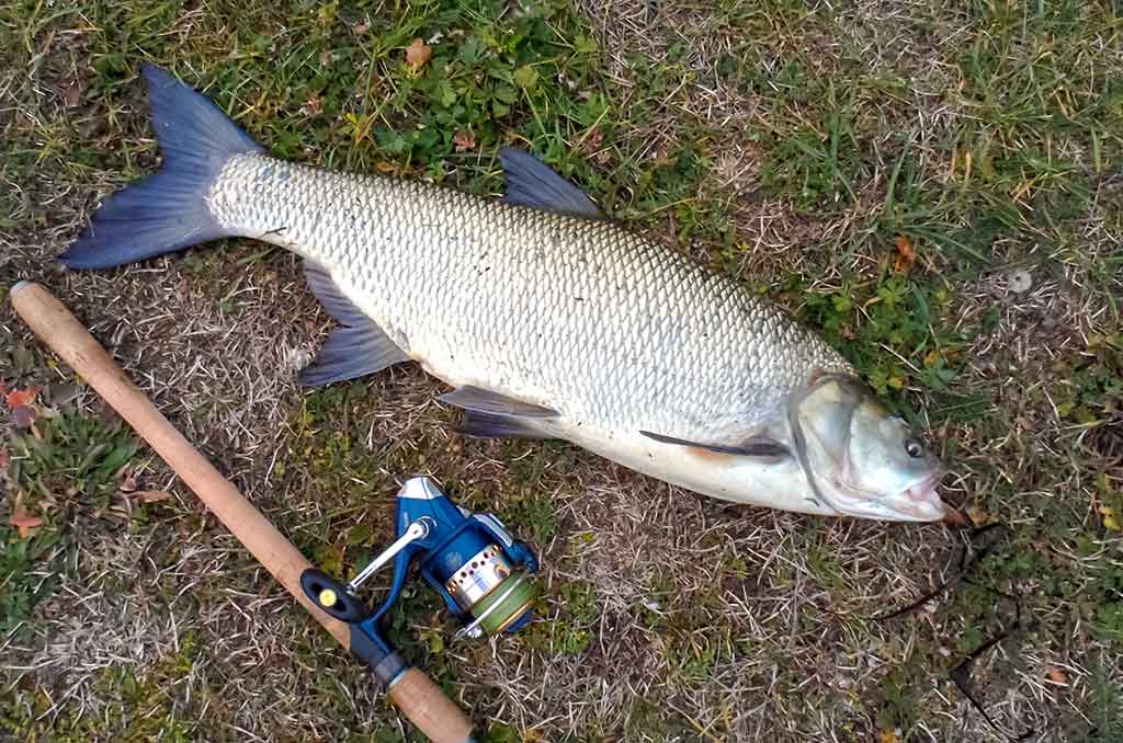 Salatis iš upės vidurio. Pirma dalis Salatis iš upės vidurio. Pirma dalis