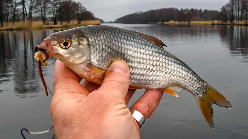Kuoja