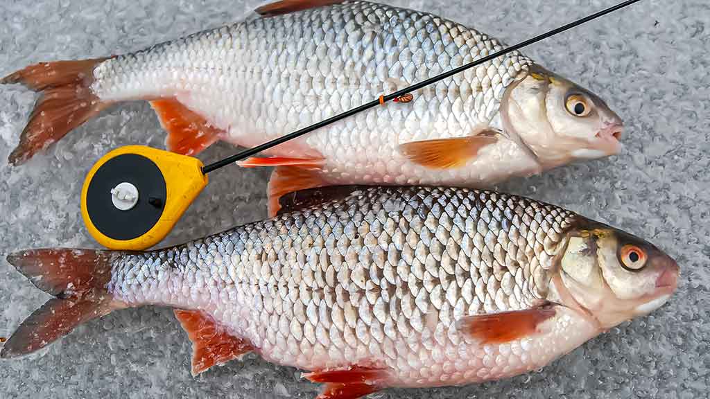 Kuoja Kuoja