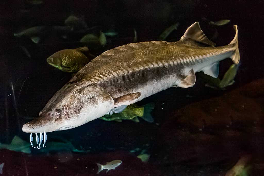 Didysis eršketas (Huso huso) Didysis eršketas (Huso huso)