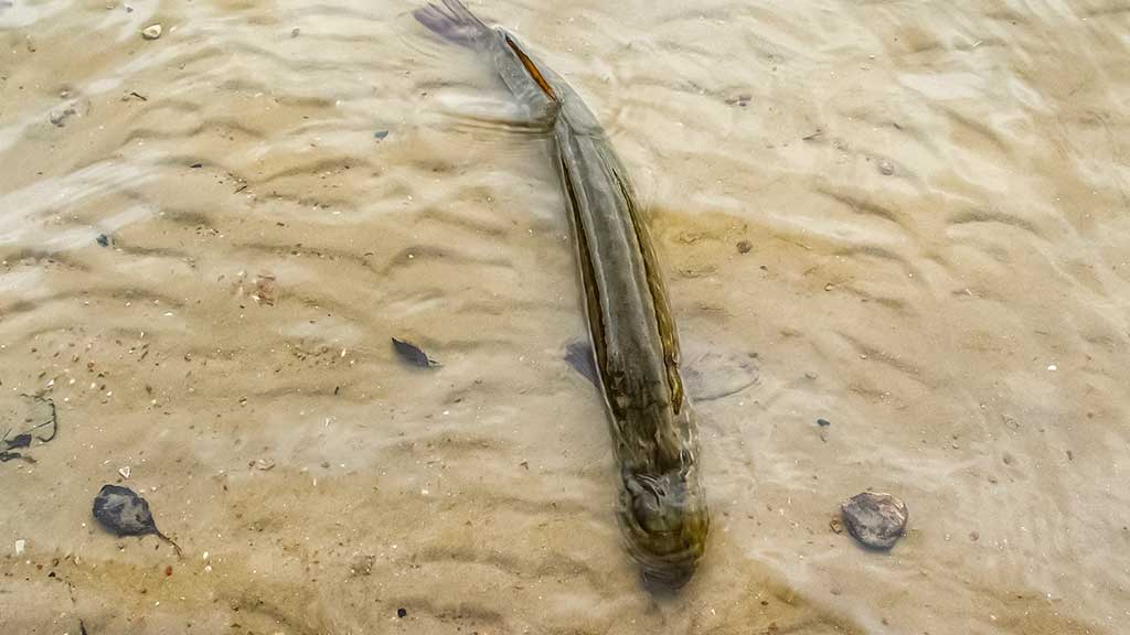 Vieną rudenį prie Nemuno dambų Vieną rudenį prie Nemuno dambų