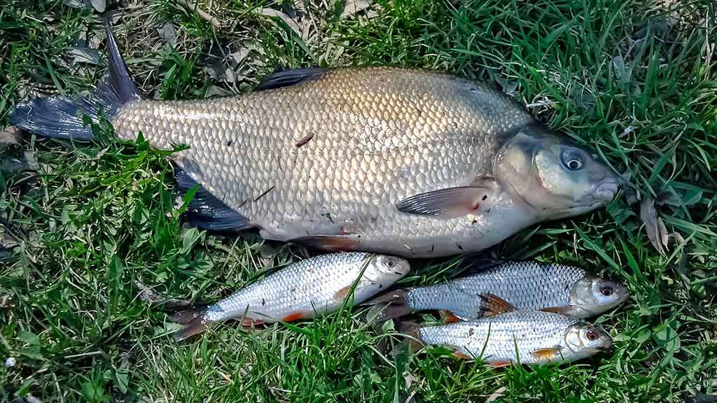 Vidurvasario karšiai. Žūklės taktika ir kibimo tvarkaraštis