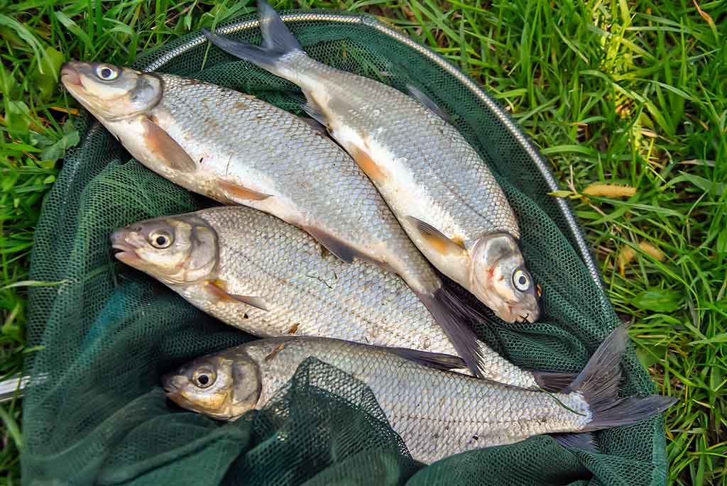 Pavasarinė žiobrių fiesta. Antra dalis Pavasarinė žiobrių fiesta. Antra dalis