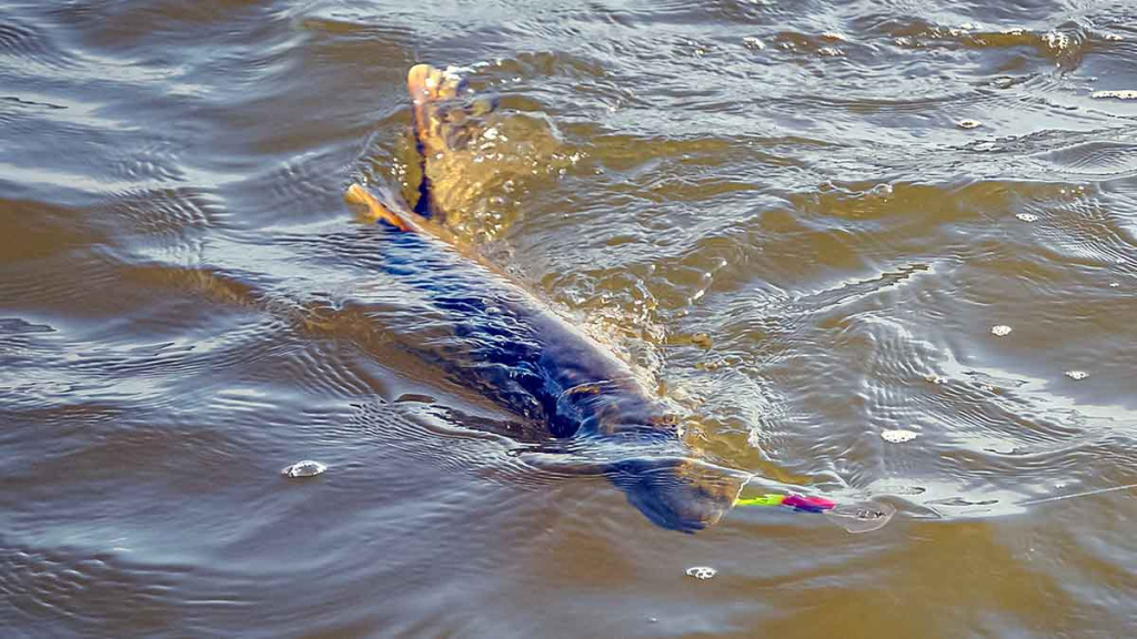 Seni metodai, seni masalai, bet lydekos didelės kaip ir kadaise Seni metodai, seni masalai, bet lydekos didelės kaip ir kadaise