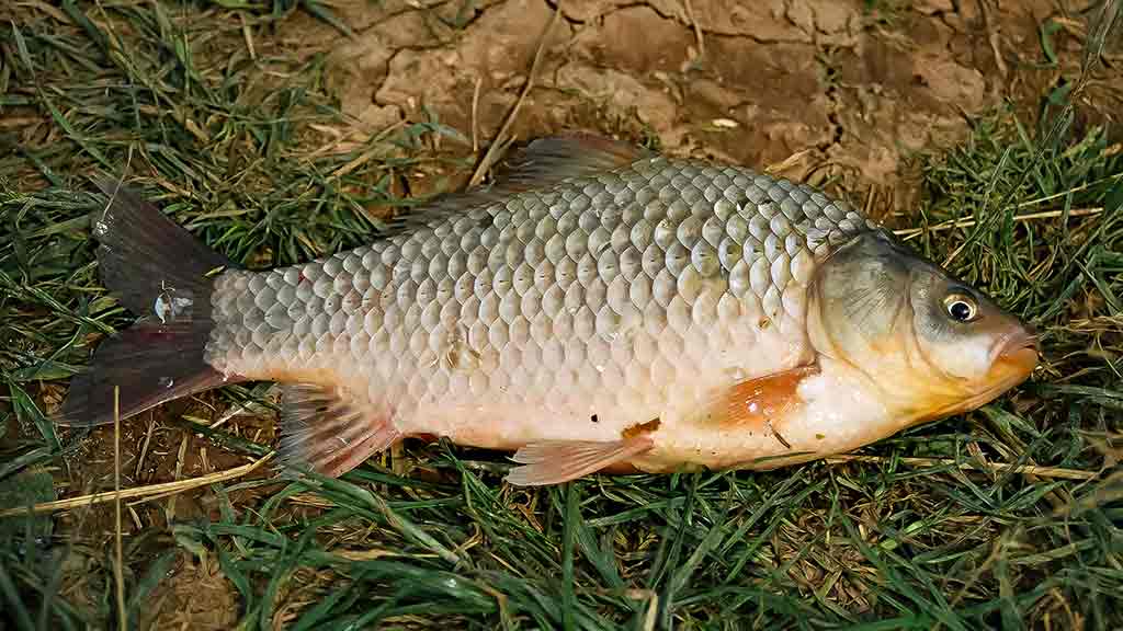 Balų valdovo kaprizai. Pirma dalis