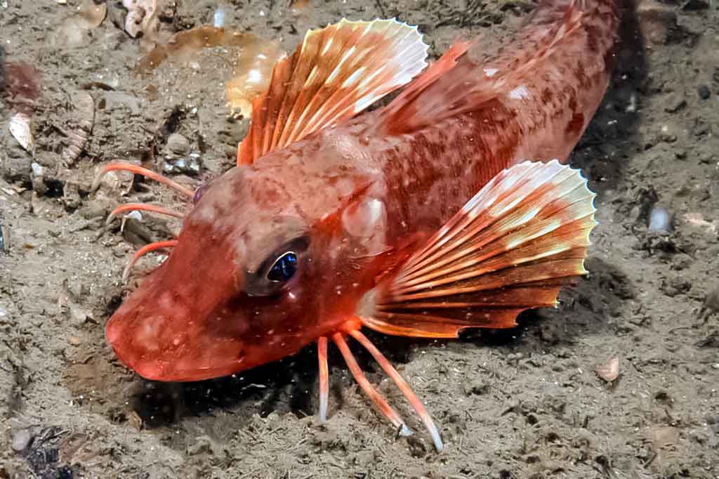 Raudonasis jūrgaidis - Chelidonichthys cuculus Raudonasis jūrgaidis - Chelidonichthys cuculus