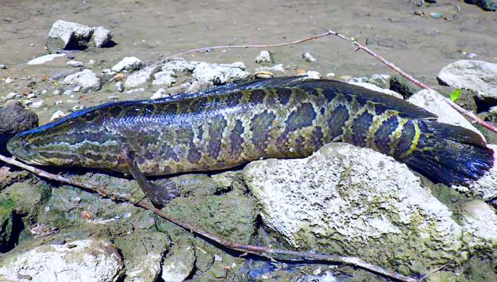 Žalčiagalvinės žuvys (Channidae)