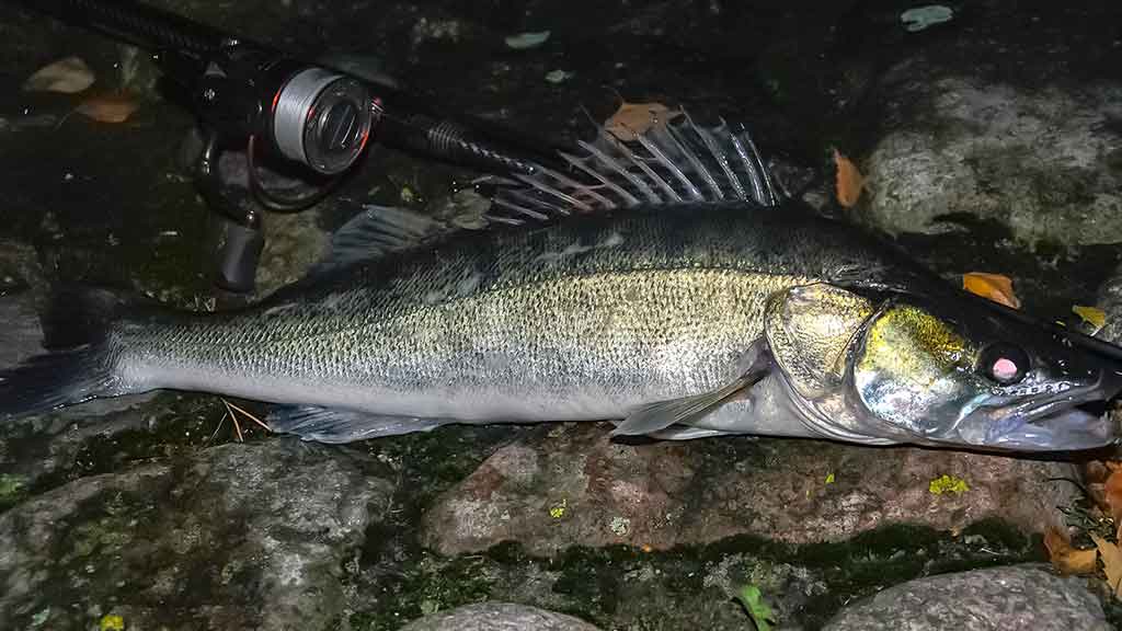 Sterkas Sterkas