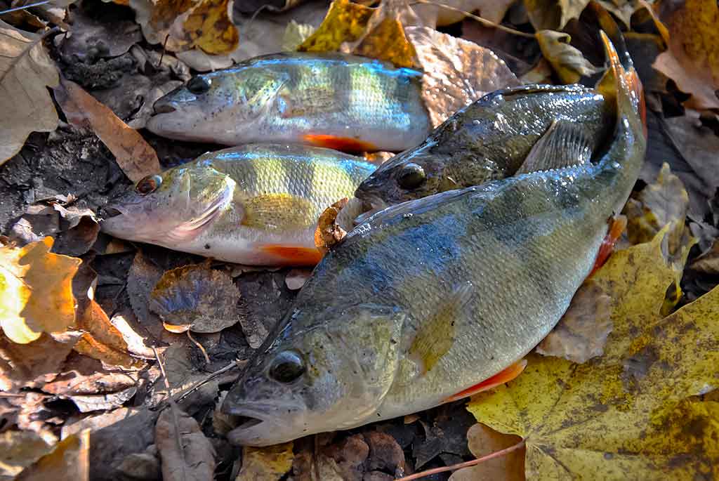 Apie (ne)sušalusias žvejo rankas. Pirma dalis Apie (ne)sušalusias žvejo rankas. Pirma dalis