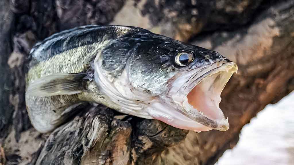 Sterkas Sterkas