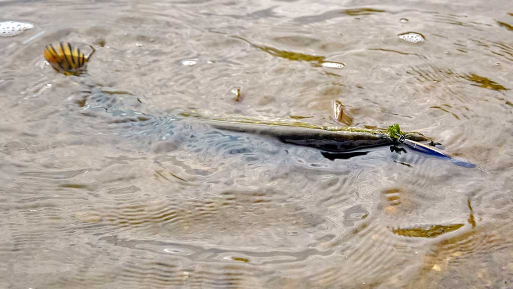 Vobleriai, su kuriais sudėtinga spiningauti Vobleriai, su kuriais sudėtinga spiningauti