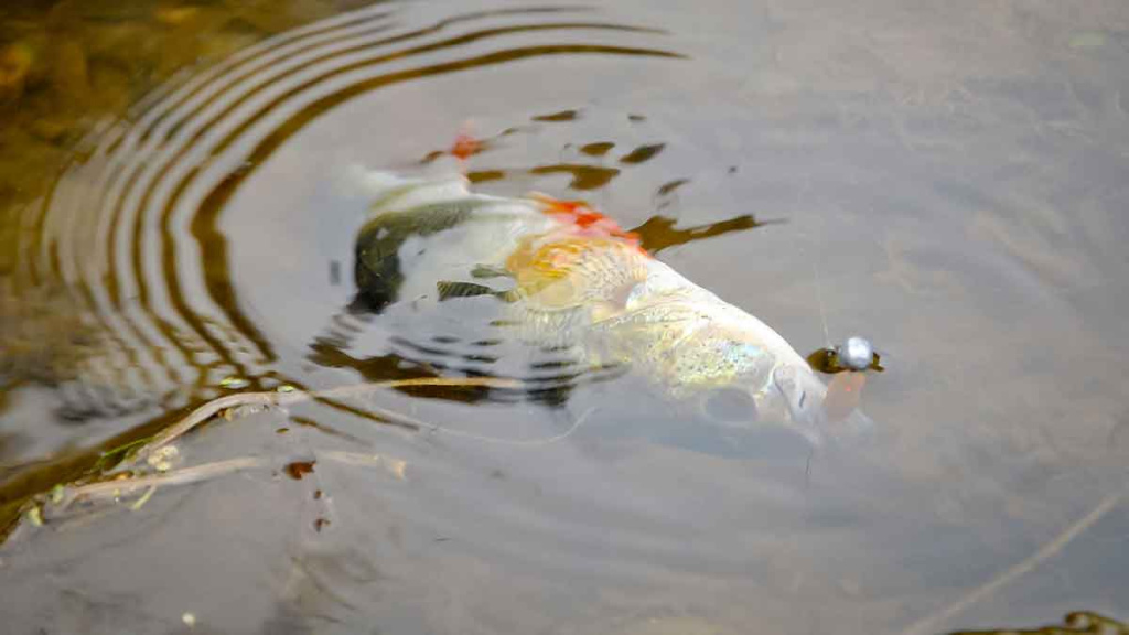 Bendrai apie fluorokarboną ir išskirtinai apie Seaguar Bendrai apie fluorokarboną ir išskirtinai apie Seaguar