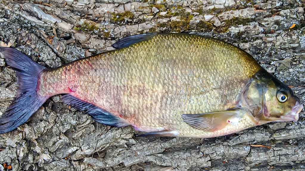 Karšis