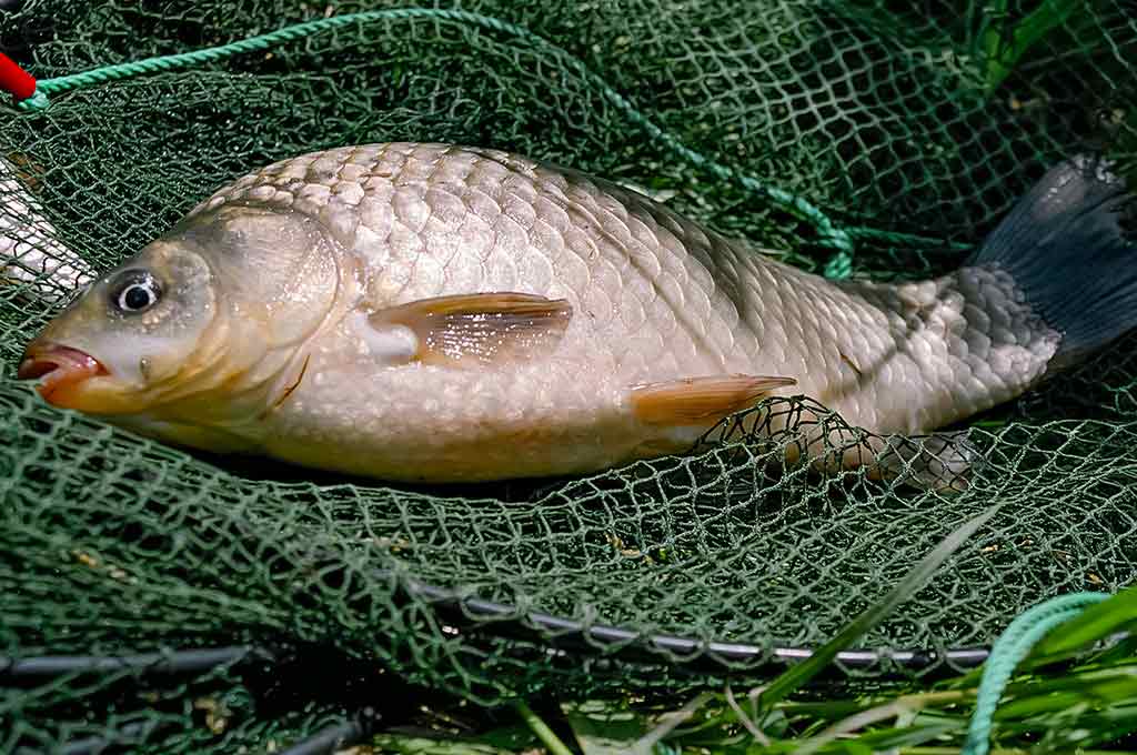 Balų valdovo kaprizai. Antra dalis Balų valdovo kaprizai. Antra dalis