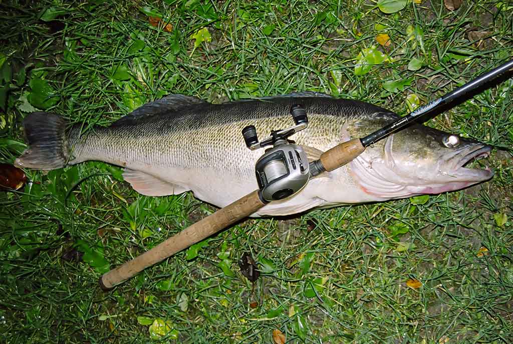 Jerk bait – stambių plėšrūnų masalas